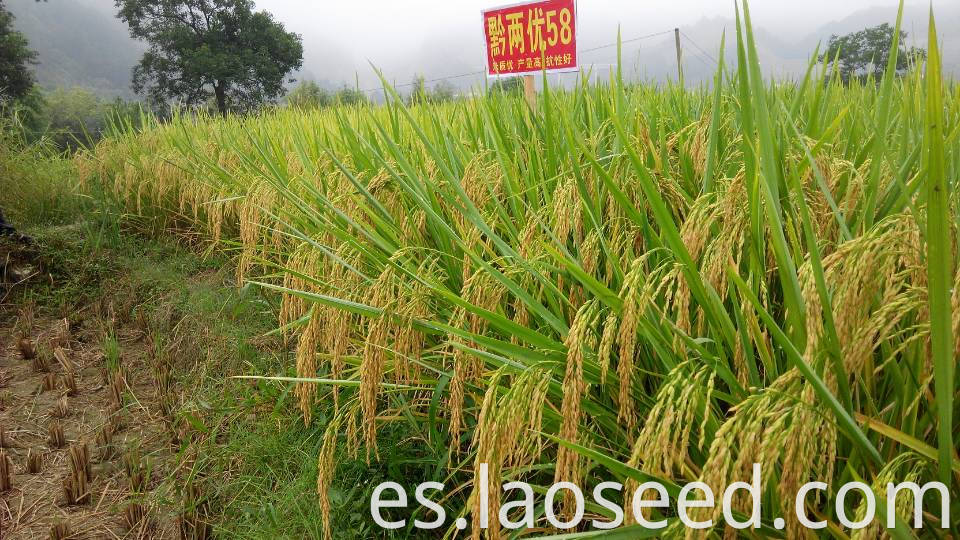 Qianliangyou 58 Rice Seed